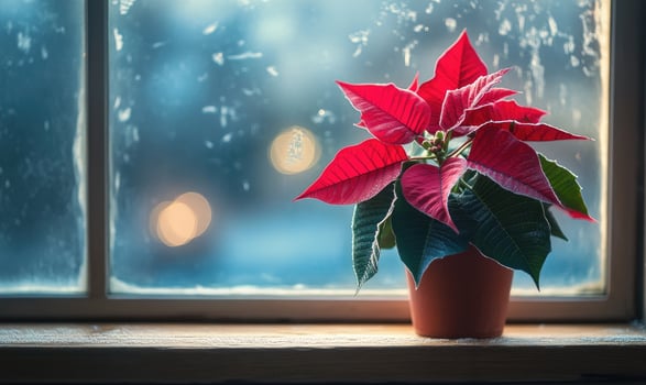 A red poinsettia plant sits in a pot on a windowsill photo
