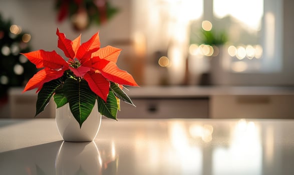 A red poinsettia plant is sitting in a white vase on a counter photo