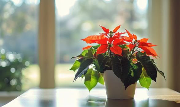 A potted plant with red flowers sits on a table in front of a window photo