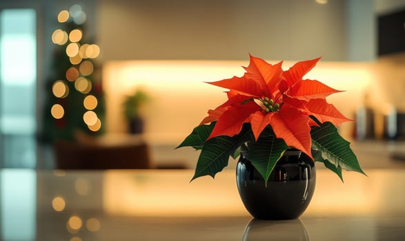A small red poinsettia plant is sitting in a black vase on a counter photo