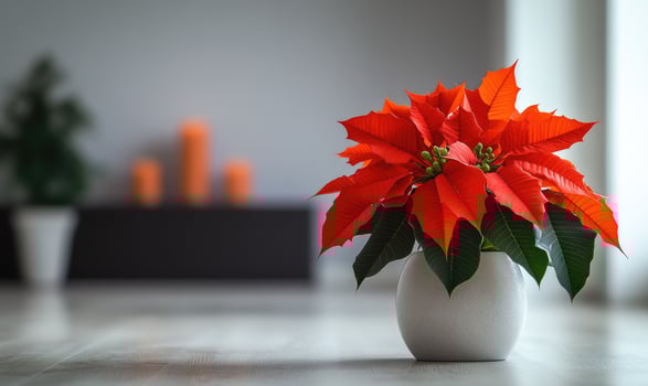 A red poinsettia plant is sitting in a white vase on a wooden table photo