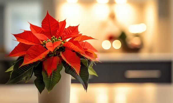 A red poinsettia flower is in a white vase on a counter photo