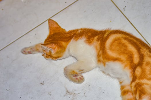 Sleeping orange and white cat on a tiled floor, enjoying a peaceful nap in a cozy home setting. Ideal for pet and animal content photo