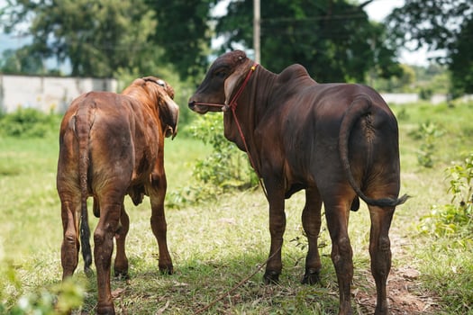 Brown Cow on Farm Displaying Unique Behaviors A Glimpse into Animal Husbandry Practices photo