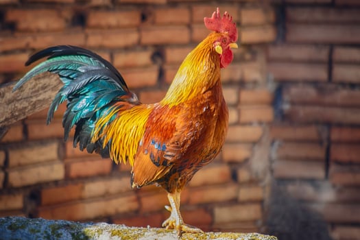 Echoes of Elevation Majestic Beauty of the Mountain Rooster photo