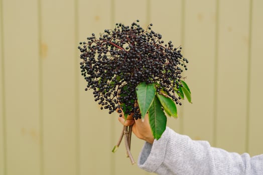 Woman holds in hands clusters fruit black elderberry photo