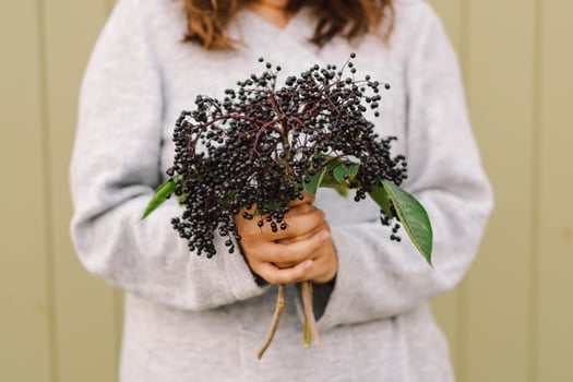 Woman holds in hands clusters fruit black elderberry photo