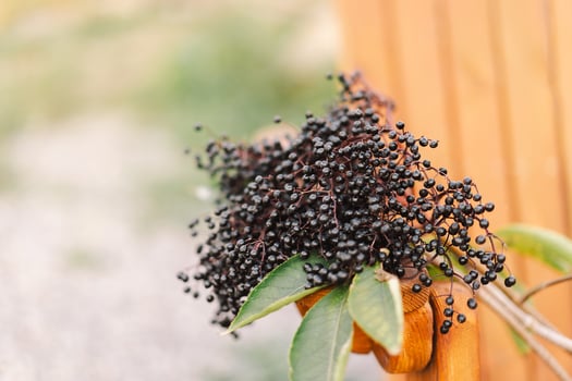 A cluster of ripe elderberries with deep purple-black fruit photo