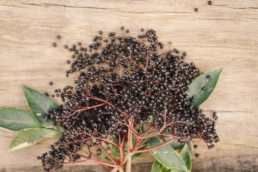 A cluster of ripe elderberries with deep purple-black fruit photo