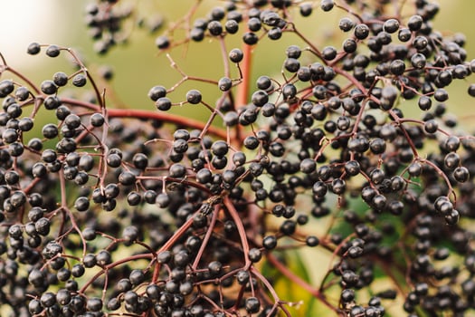 A cluster of ripe elderberries with deep purple-black fruit photo