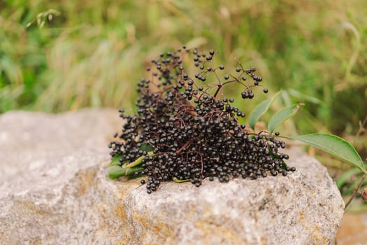 A cluster of ripe elderberries with deep purple-black fruit photo