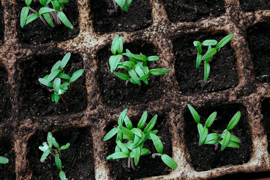 Peat pots with tomato sprouts photo
