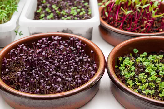Bowls with micro greens photo