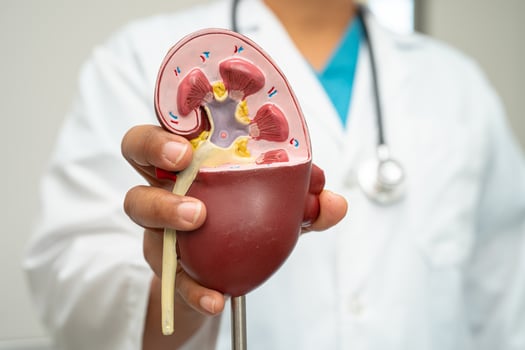 Cardiovascular disease CVD, Asian doctor holding human anatomy model for learn and treat heart disease. photo