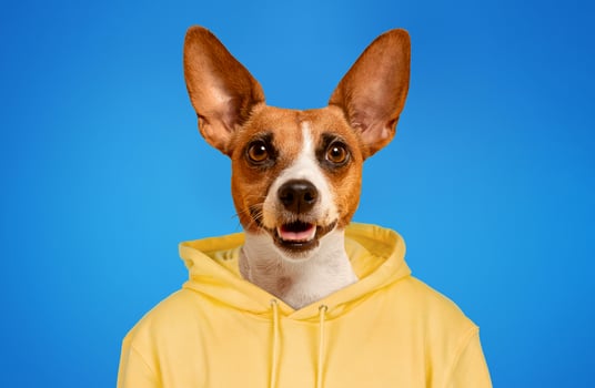 A small, brown and white dog with large, erect ears wears a yellow hoodie and smiles at the camera against a blue background. photo