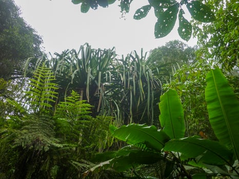 A large tree with many leaves and a lot of green photo