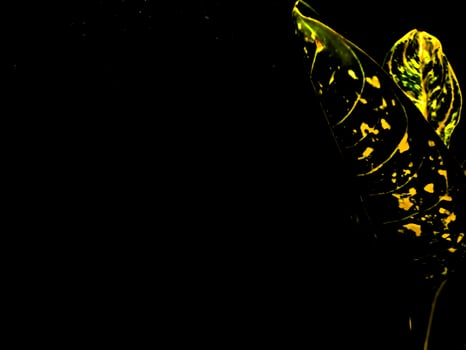 Vibrant Tropical Leaf Against a Dark Background. photo