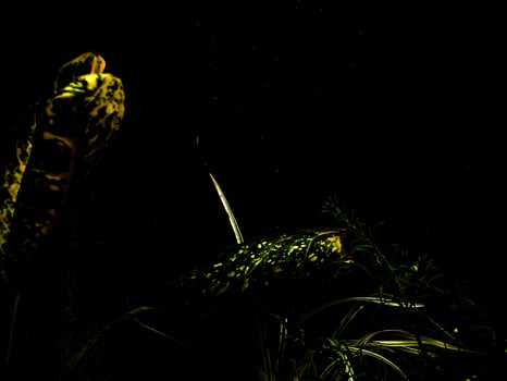 Vibrant Tropical Leaf Against a Dark Background. photo