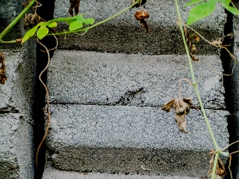 A bird sitting on a concrete wall photo