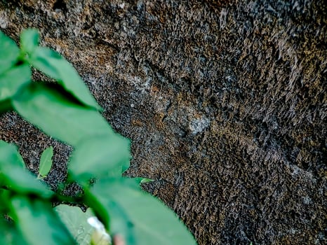 resilient plant grows out of a crack in a weathered brick wall, showcasing the beauty and tenacity of nature. photo