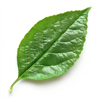 A single green leaf on a white background photo