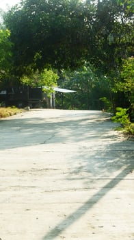 photography of outdoor cement road with trees around photo