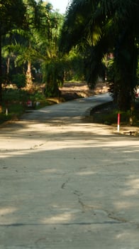 photography of outdoor cement road with trees around photo