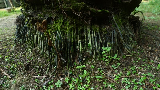 palm tree roots filled with green moss photo