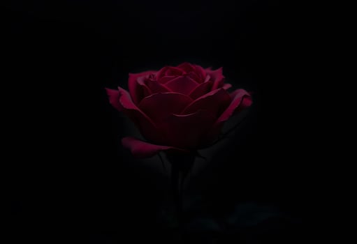 A single red rose is shown in the dark photo