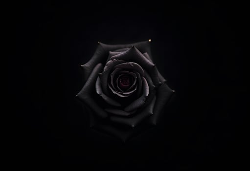 Black rose on black background photo