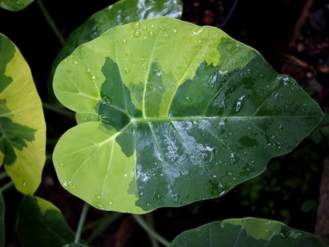caladium bicolor and variety of plants bueatiful for decorate home photo