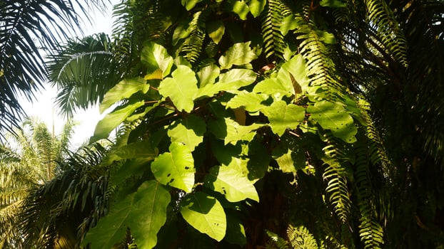 photography of a teak leaf plant which has the Latin name Tectona grandis exposed to sunlight photo