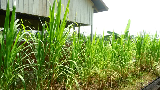 photography of corn plants in the garden during the day photo
