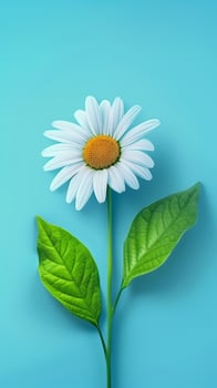 Daisy flower with leaves beauty blooming petal story purple background photo