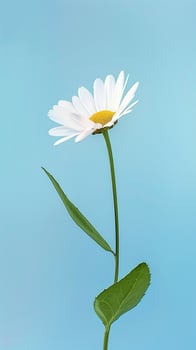 Daisy flower with leaves beauty blooming petal story purple background photo