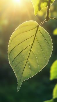 Green leaves closeup detail surface with highlighted blurred background photo