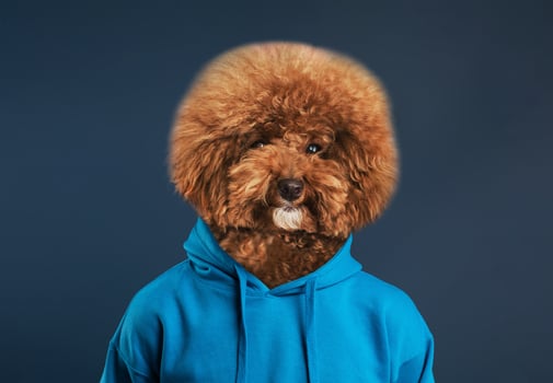 A fluffy brown dog with a styled coat is wearing a bright blue hoodie. The dog's expression is playful and curious, showcasing its friendly nature. Solid background emphasizes the softness of its fur photo