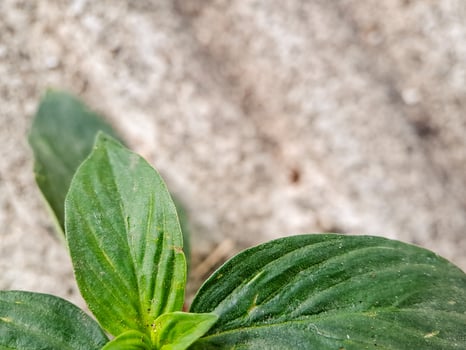 vibrant green leaves with intricate textures and veins. Perfect for nature themed projects or as a decorative element. photo