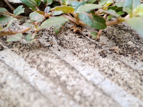 seacliff buckwheat with vibrant green leaves and textured stems growing on weathered rock. photo