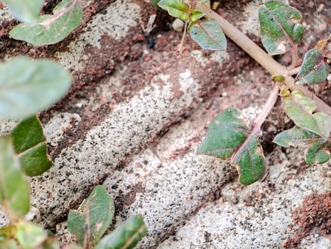 seacliff buckwheat with vibrant green leaves and textured stems growing on weathered rock. photo