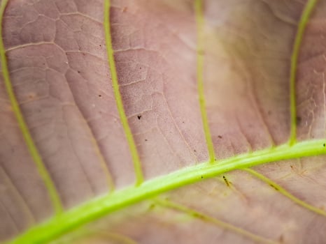 macro shot of a leaf with intricate veins and a vibrant color gradient. Perfect for botanical, nature, or texture. photo