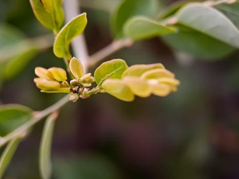 plant branch with emerging leaves. The leaves are green with reddish tips, and the stem is slender and brown. photo