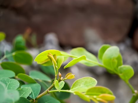plant branch with emerging leaves. The leaves are green with reddish tips, and the stem is slender and brown. photo
