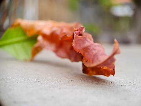 dried, reddish brown leaf with intricate veins and a wavy texture, resting on a concrete surface. photo
