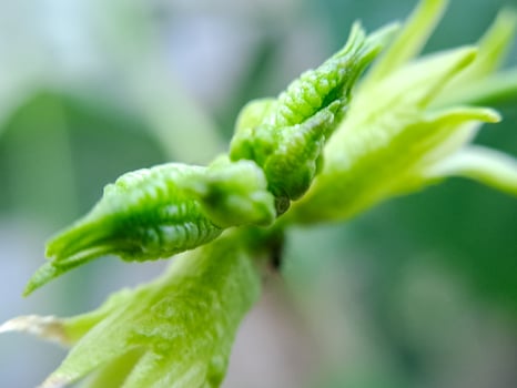 plant bud with delicate, green petals and a fuzzy texture. The bud is surrounded by a soft, blurred background. photo