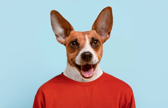 A dog with brown and white fur is smiling and looking directly at the camera. The dog is wearing a red shirt and is standing against a blue background. photo