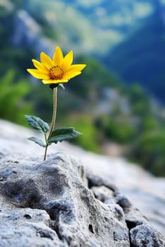 Vibrant Yellow Flower Blooming on Rocky Landscape against Blue Sky photo