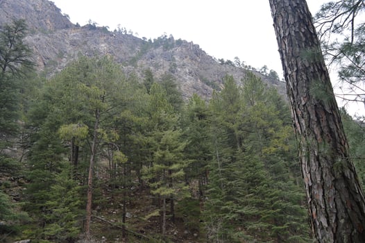 Mountains from Kasol Village in Himachal Pradesh photo