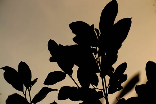 A silhouette of a tree with leaves photo