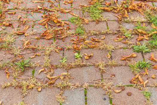 Weathered stone pathway with fallen leaves, dried grass, green plants emerging, autumn season concept photo